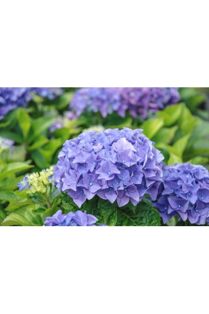 Гортензія великолиста Ерлі Блю квіти